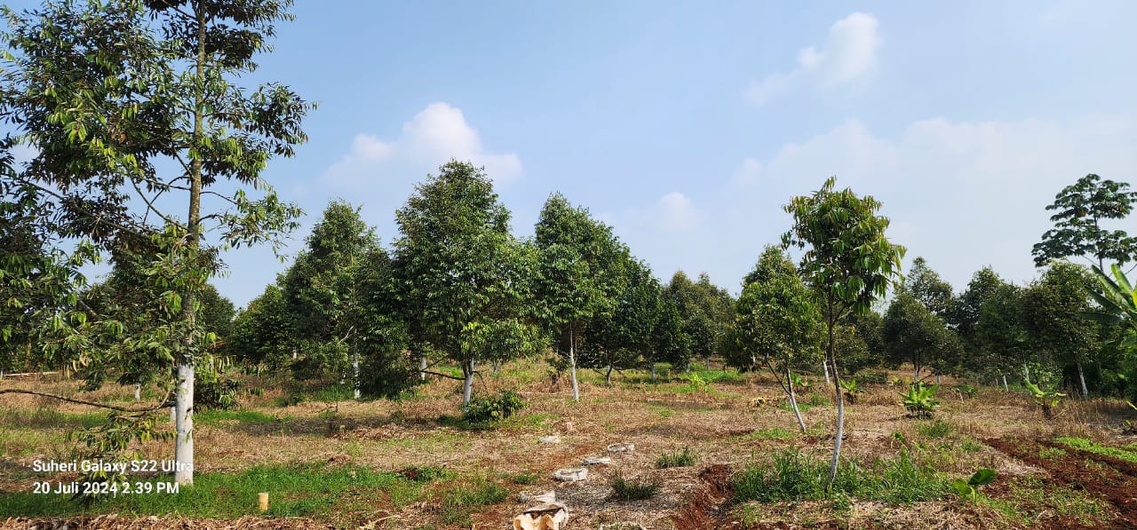 Investasi Kebun Durian Bawor: Peluang Emas di Dunia Pertanian