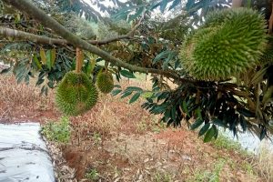 Investasi Kebun Durian & Kavling Produktif: Strategi Cerdas Bangun ‘Edible Real Estate’