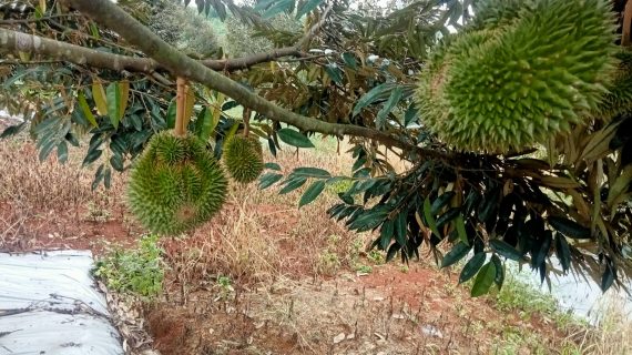 Investasi Kebun Durian & Kavling Produktif: Strategi Cerdas Bangun ‘Edible Real Estate’